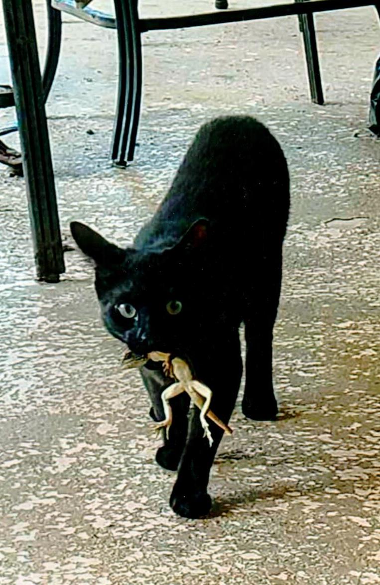 Slash the black cat carrying a large lizard across the patio